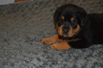Copper 5 wks
