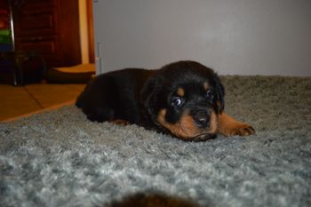 Camdyn 5 wks.
