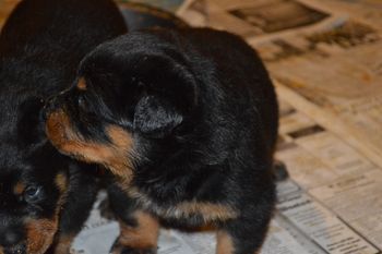 Baby Girl 10/28/15
