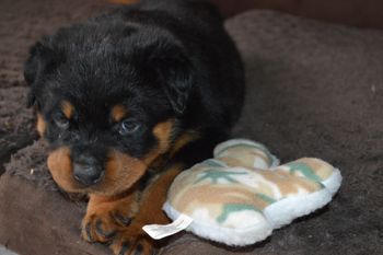 This playing with toys is tiring.
