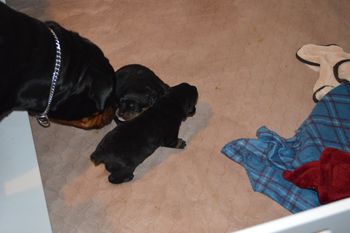 Mom checking up on the kids.
