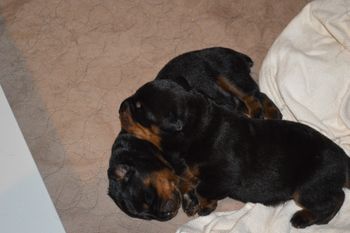 4 days old
