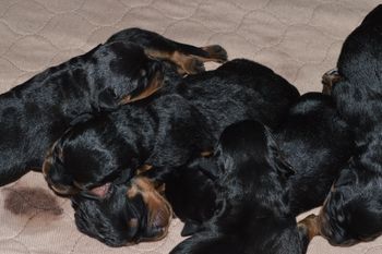 1 day old
