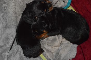 1 week old
