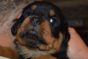 Cade 5 wks.
