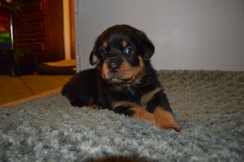 Camdyn 5 wks.
