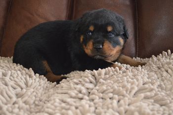 Bree 4/26/16
