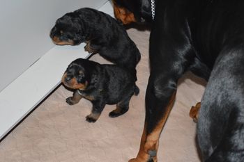 (11 days old) If we stick together she can't get us both.
