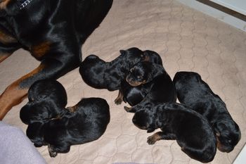 1 day old
