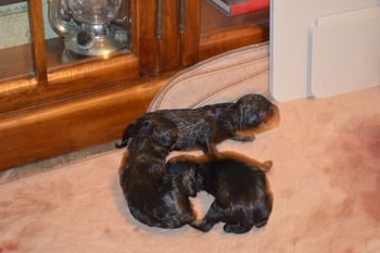Hours Old
