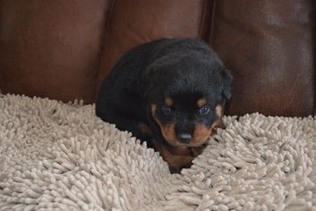 Baylee 4/26/16
