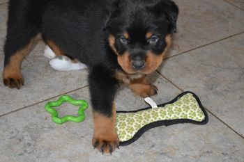 All the toys are mine!
