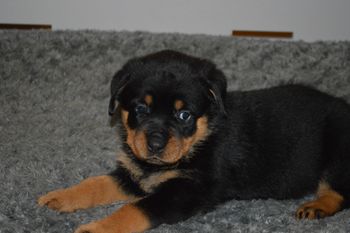 Cheyenne 5 wks
