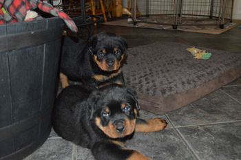 Double Trouble
