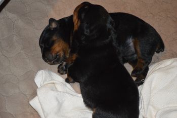 4 days old
