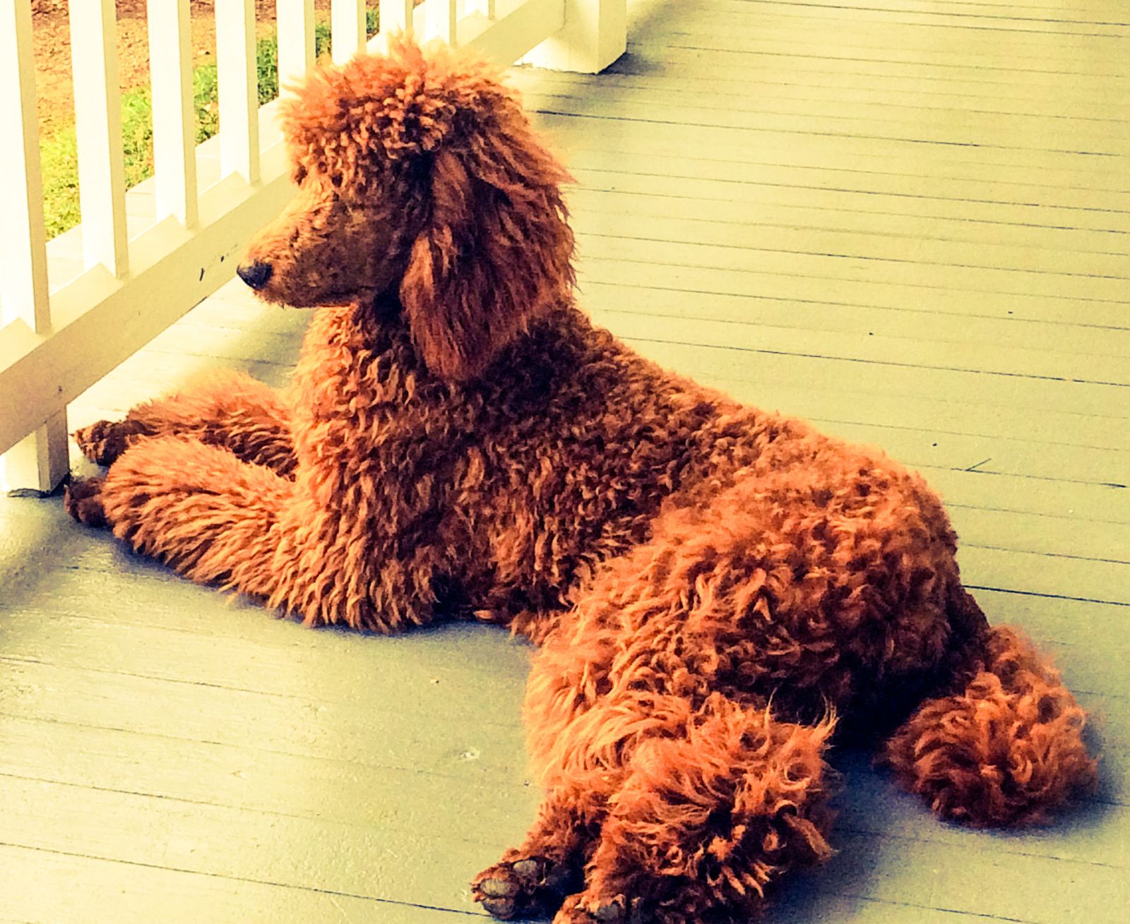 Red standard poodles for sale store near me