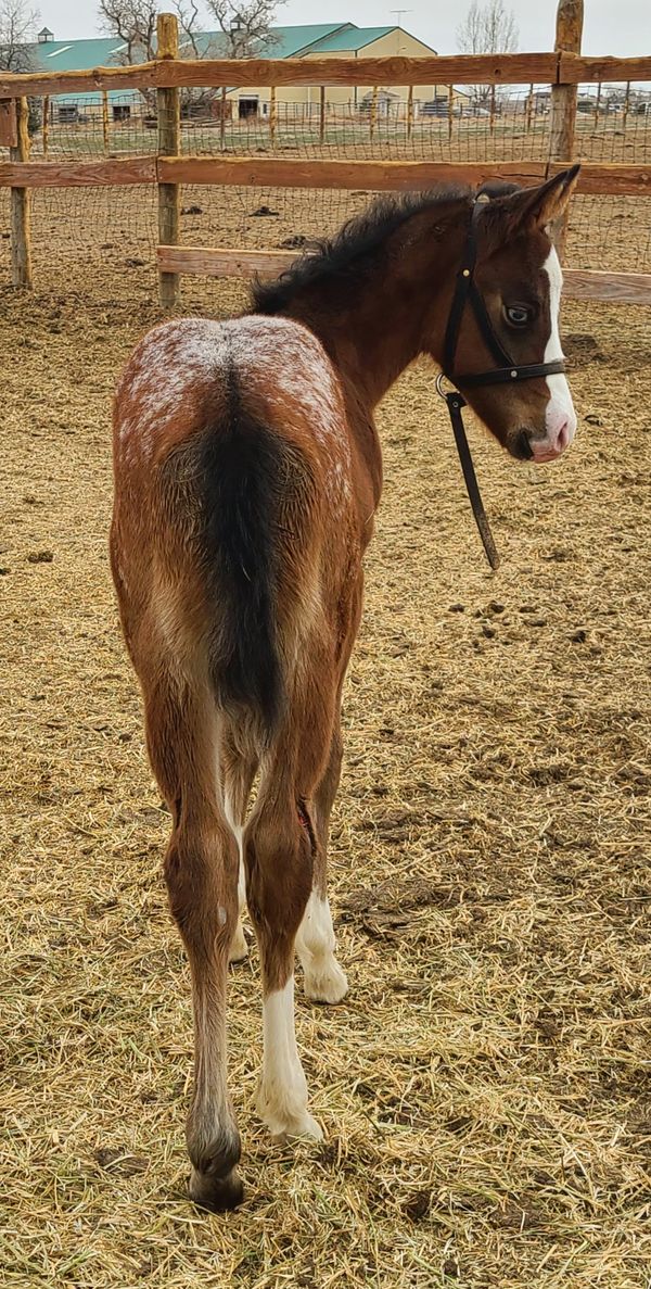 K Heart K Appaloosa's - 2023 Foals