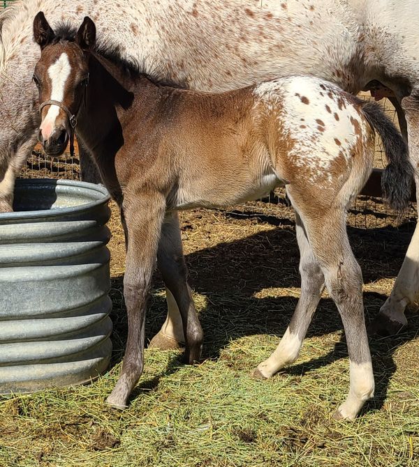 K Heart K Appaloosa's - 2021 FOALS