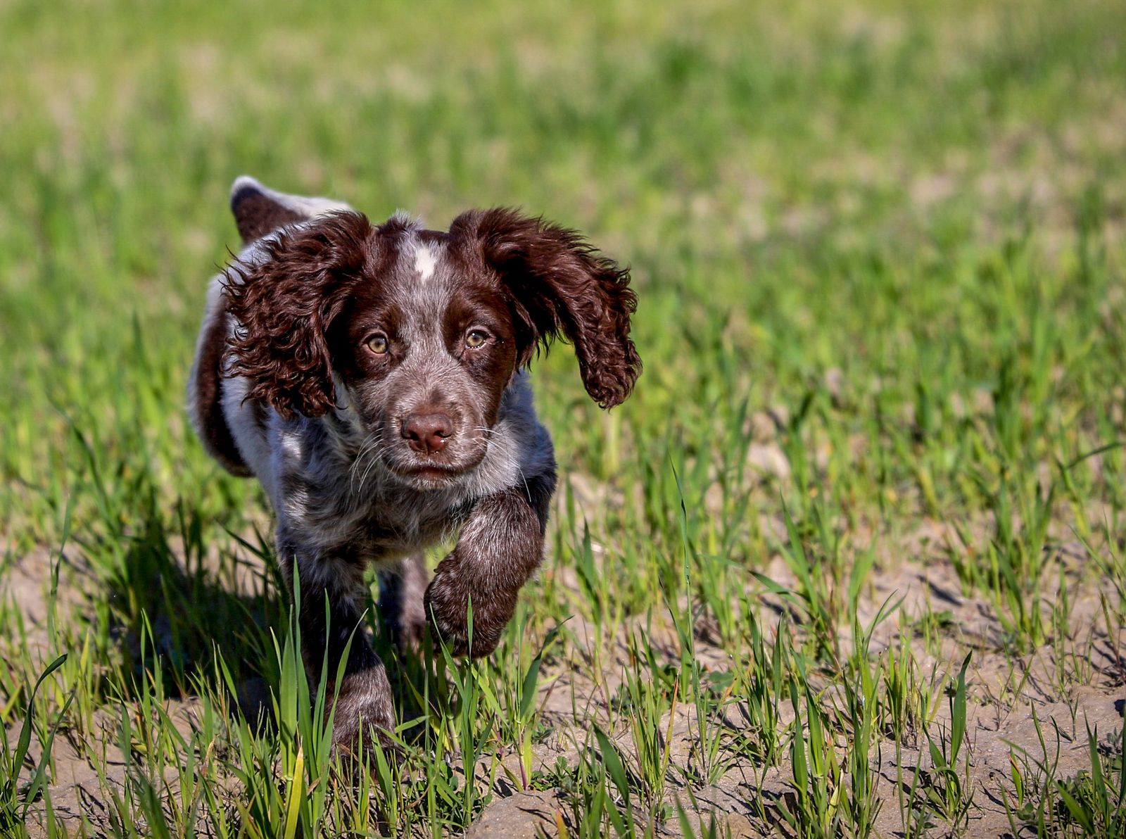 Field bred english sales cocker spaniel training