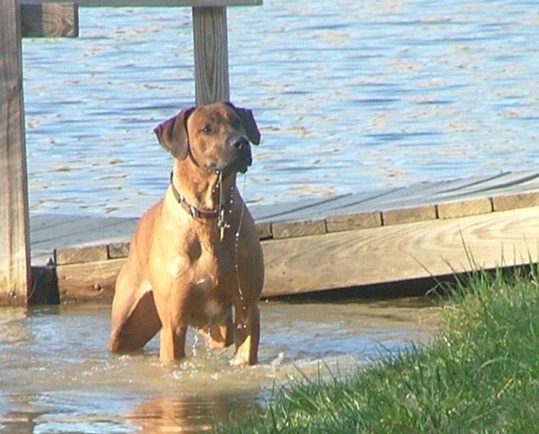 Lake jordan sales rhodesian ridgebacks