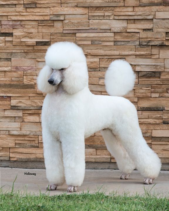 Starlight store standard poodles