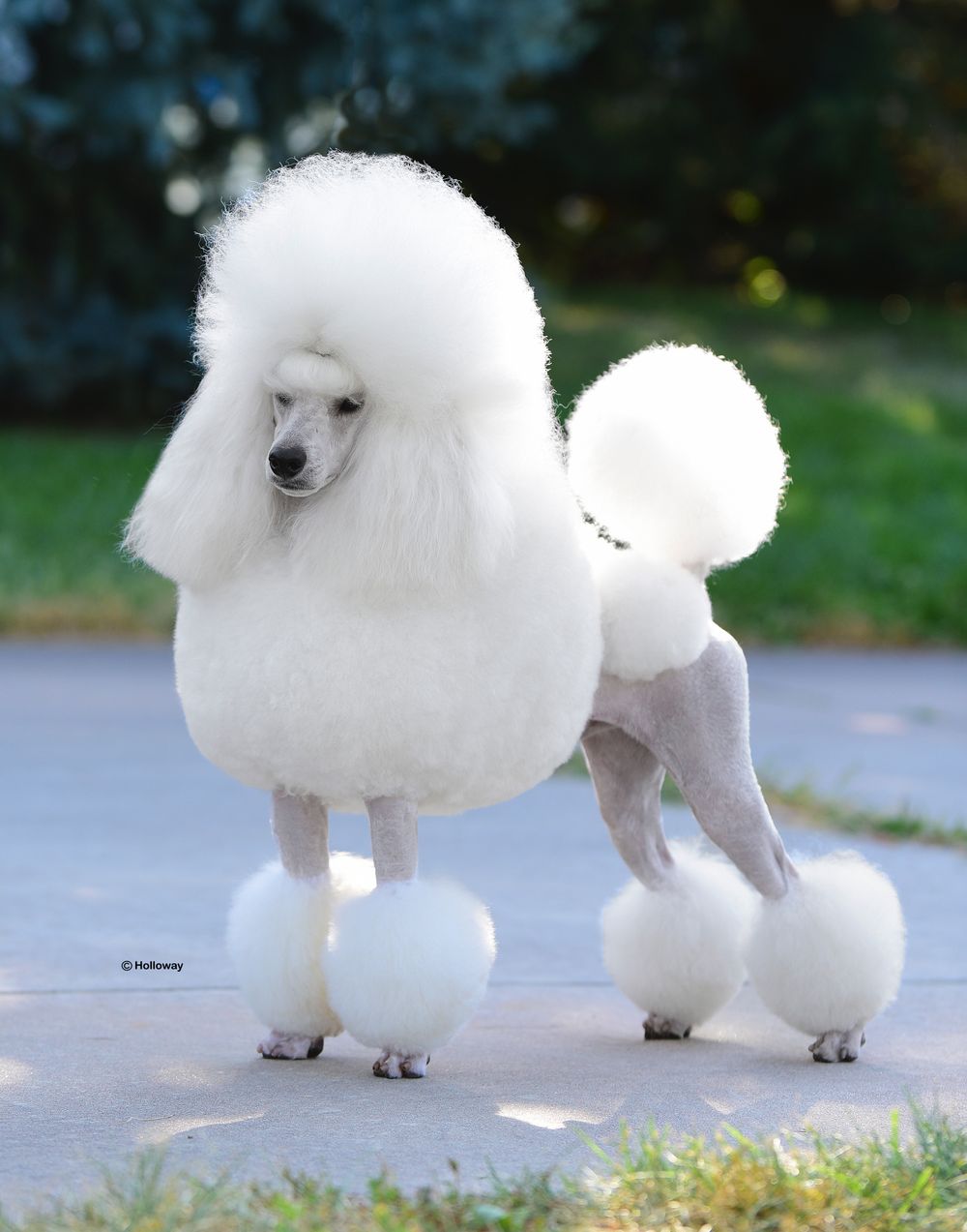 Starlight store standard poodles