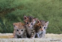 Kitten Selection Weekend