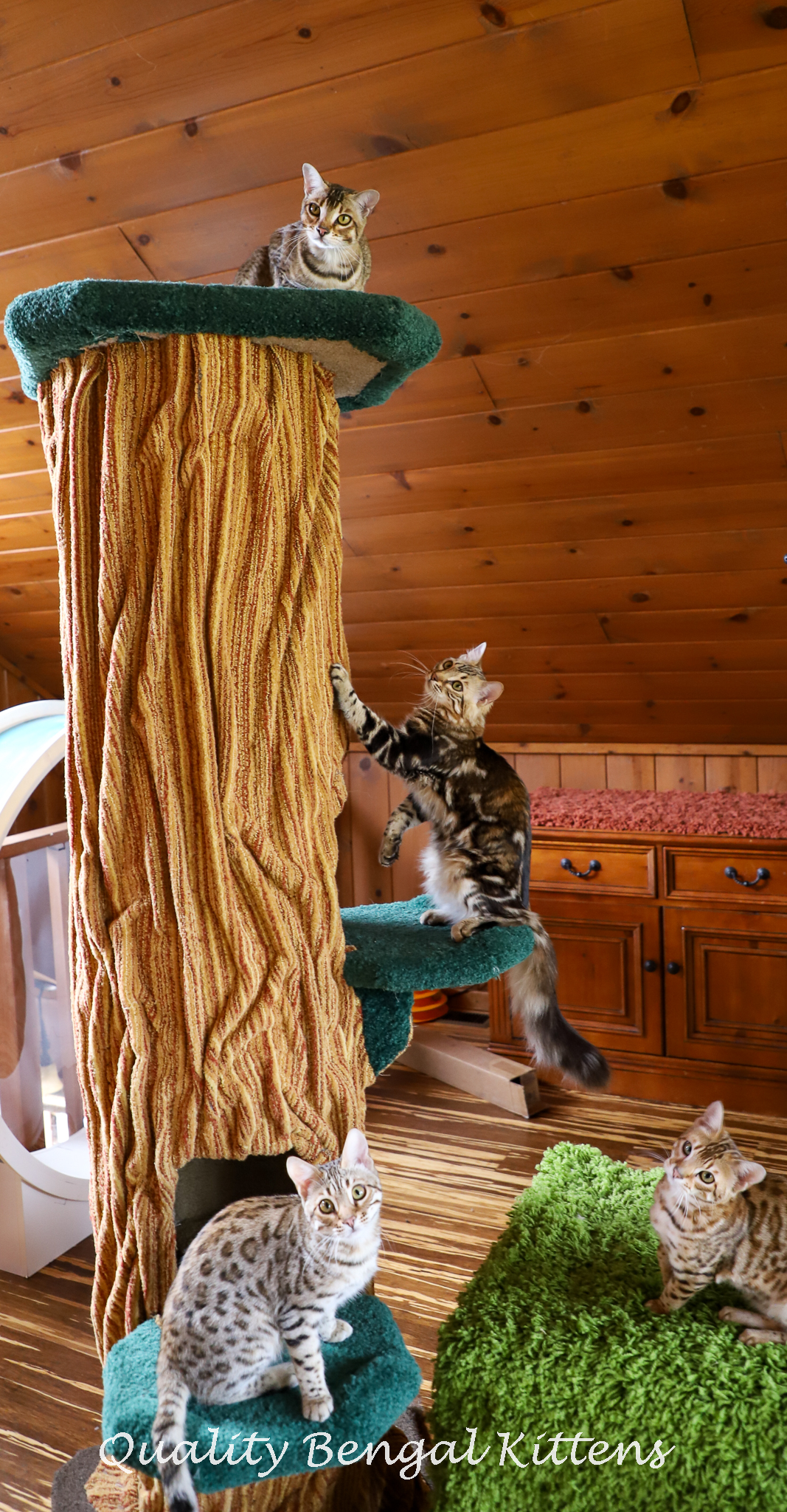 orange bengal cats