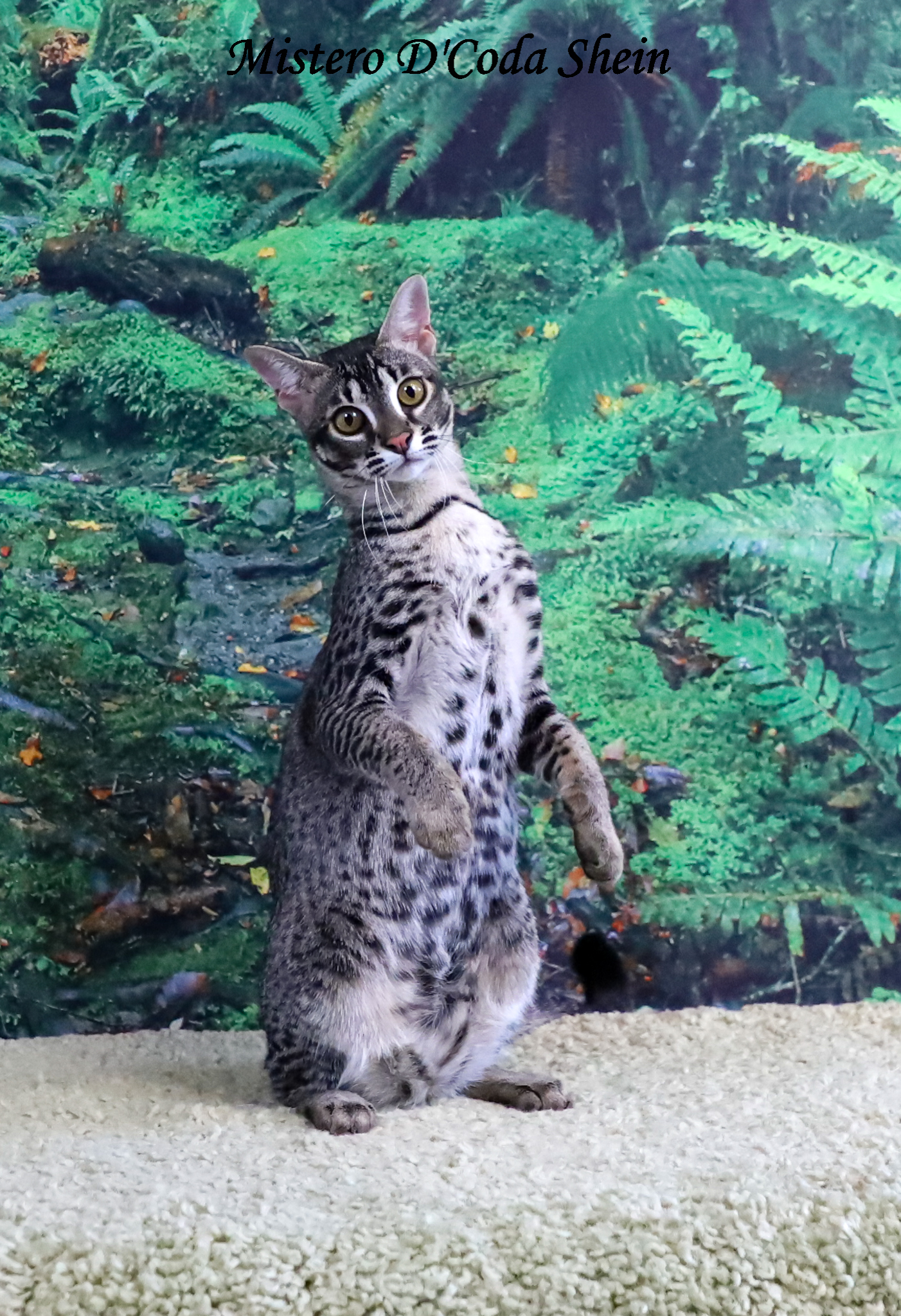 Best bengal kitten outlet food