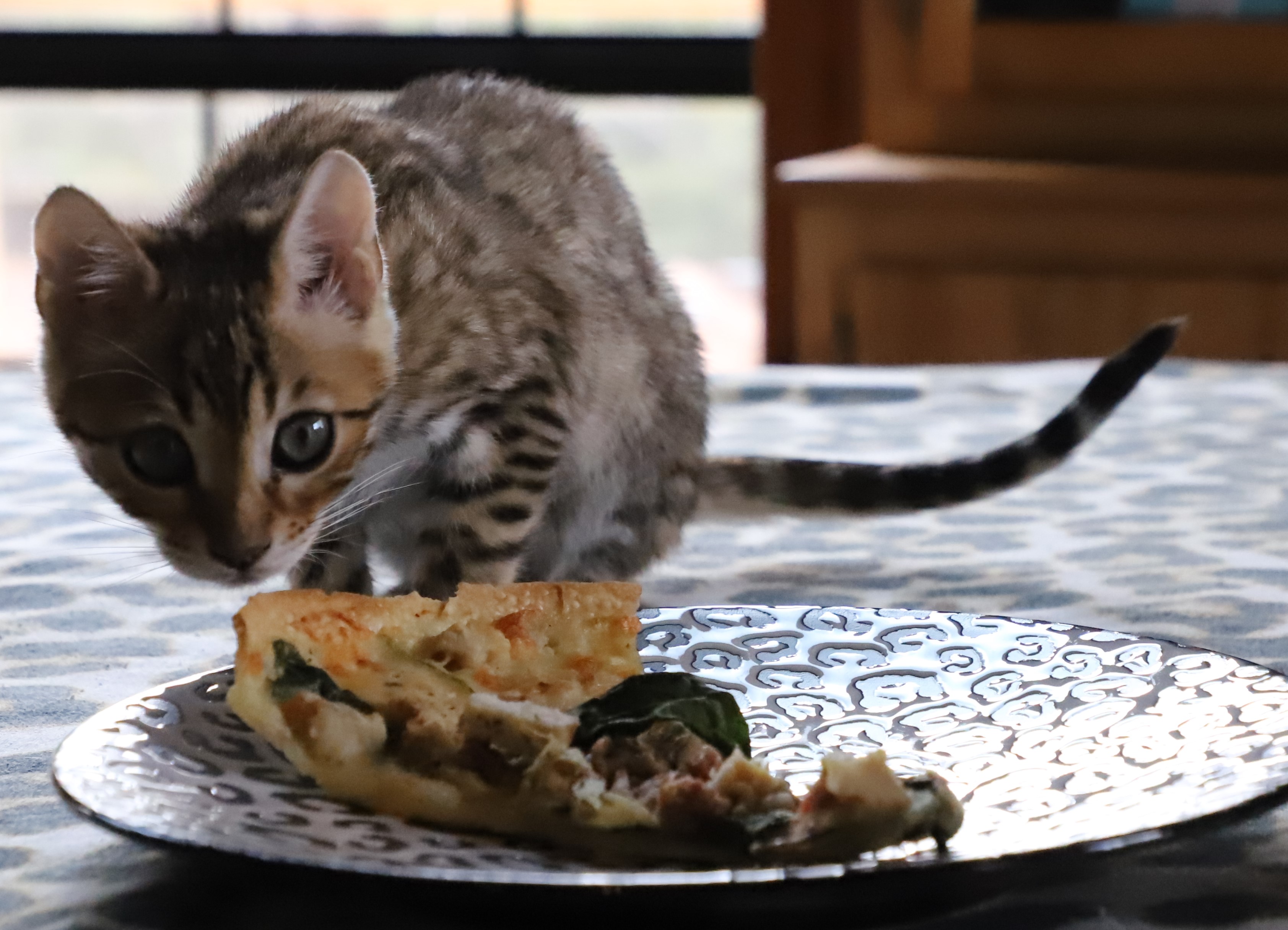 Bengal 2025 cat feeding