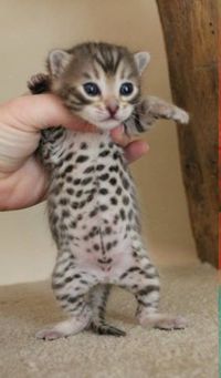 A store bengal kitten