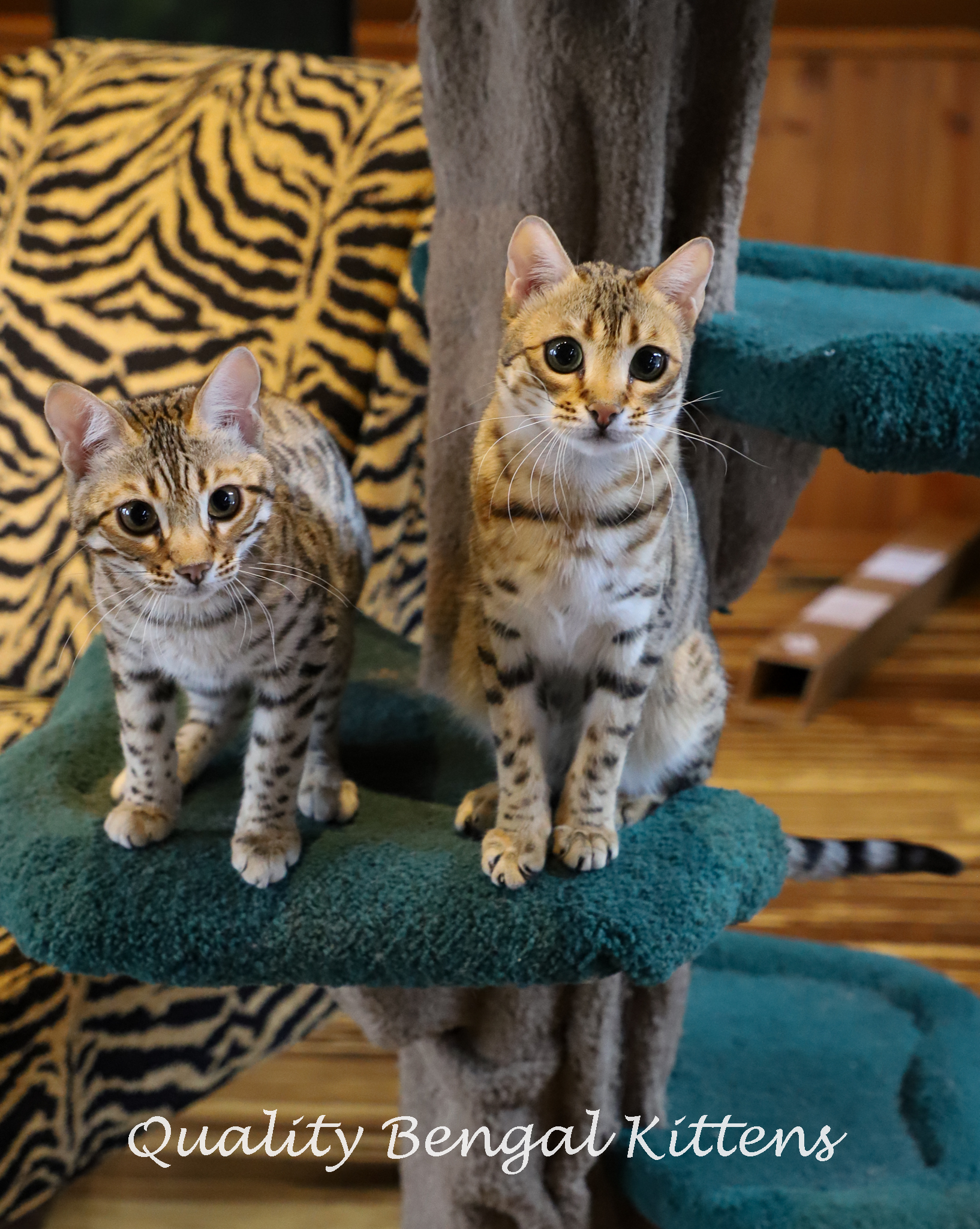 Bengal cat meowing sales all night