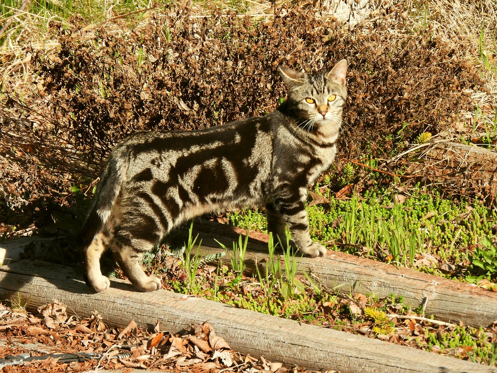 black marble bengal cat