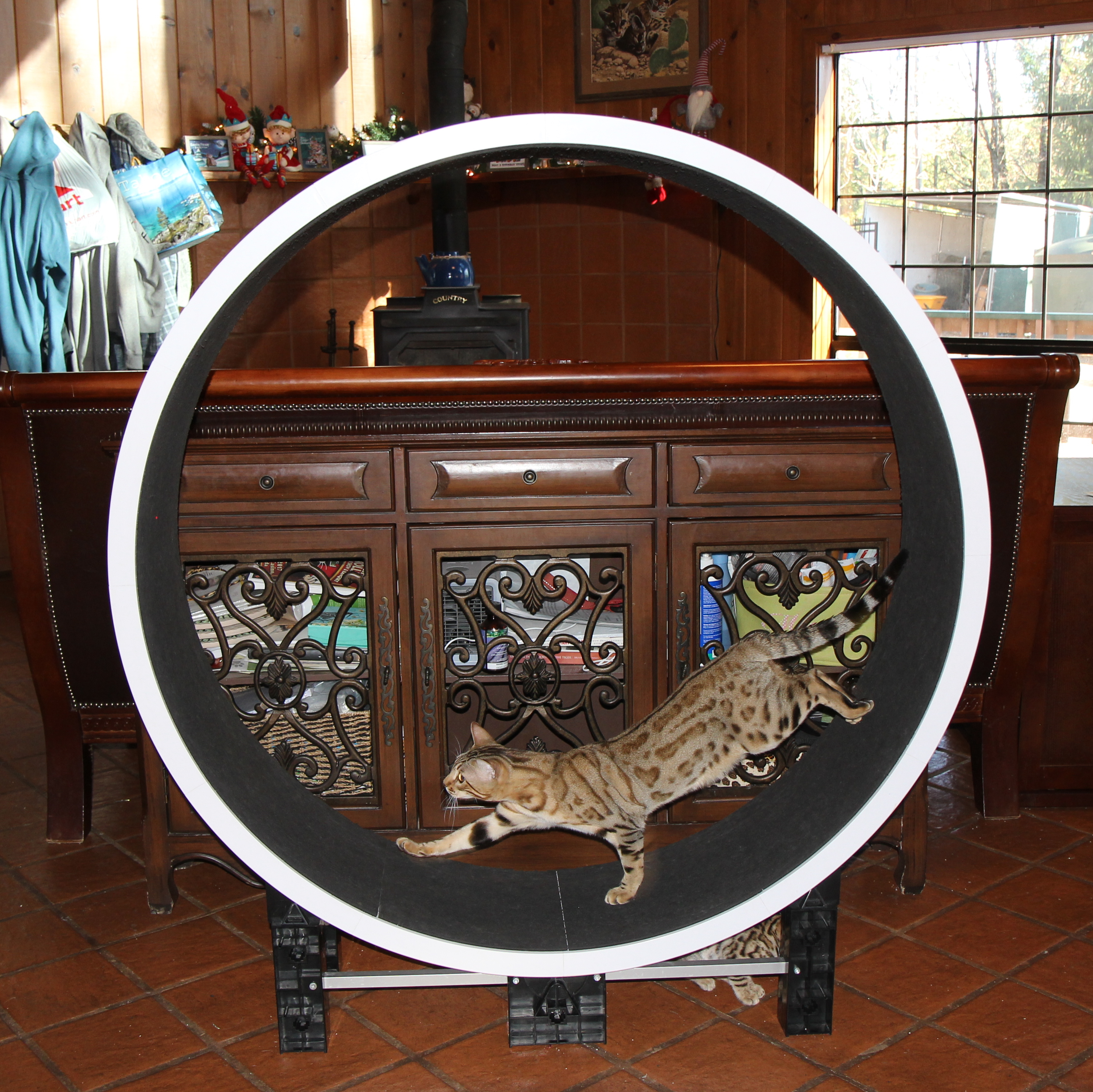 Bengal on sale cat wheel