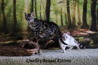Kitten Picture Weekend - New Kittens
