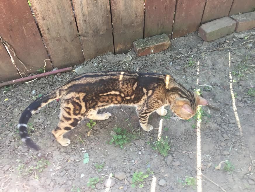 black marble bengal cat