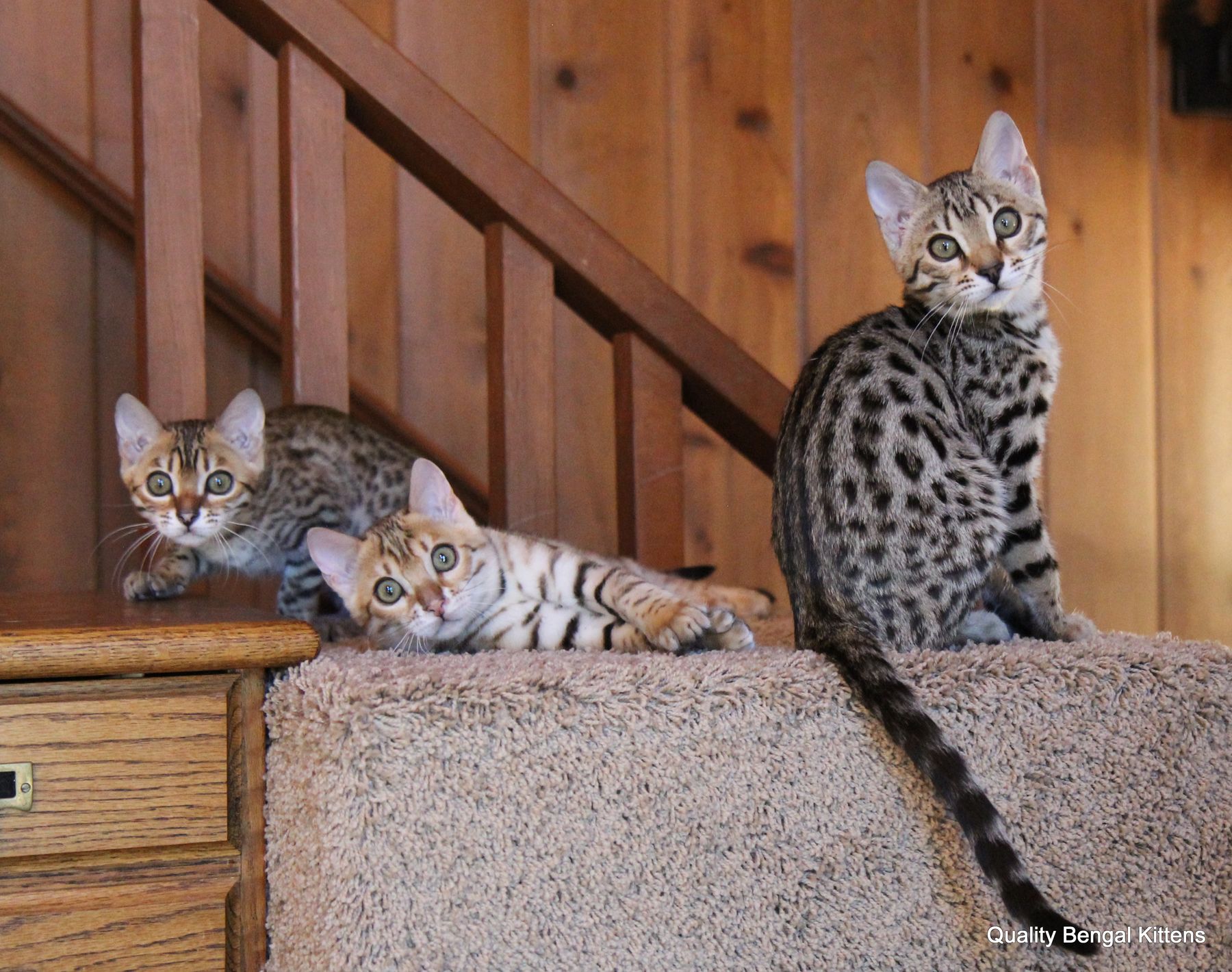 Bengal cat colors brown, sepia, snow, mink, white belly