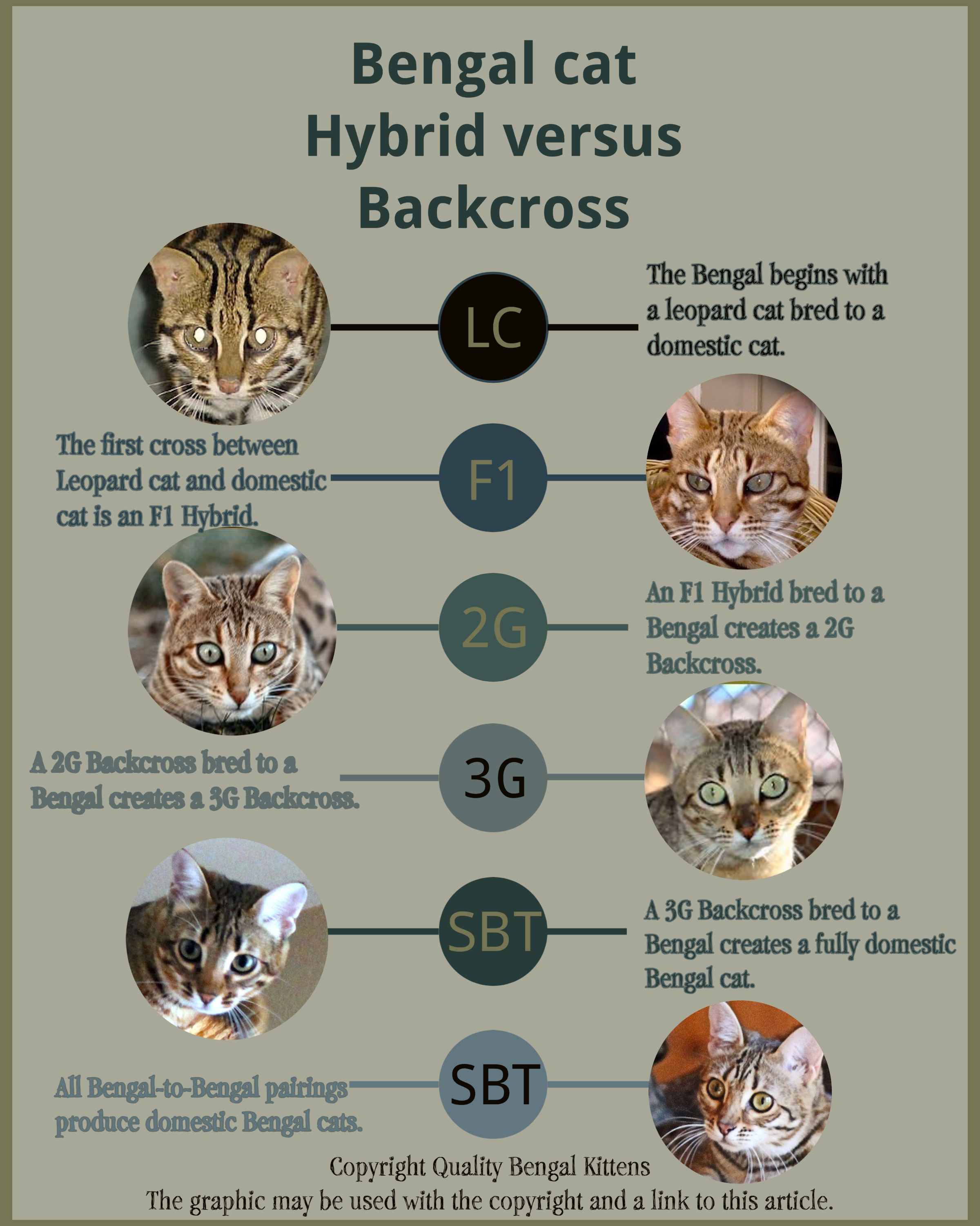 bengal cat compared normal cat