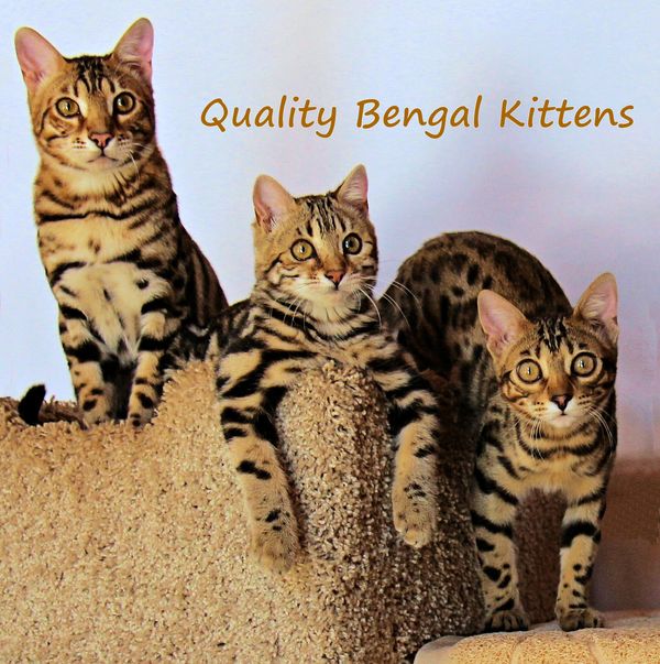 Tica sales bengal breeders