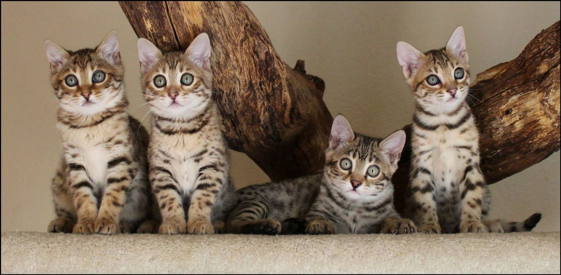 Bengal cat colors brown, sepia, snow, mink, white belly