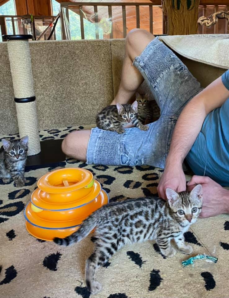 Bengal Cats For Sale - Reputable Breeders Near You – Purebred Kitties