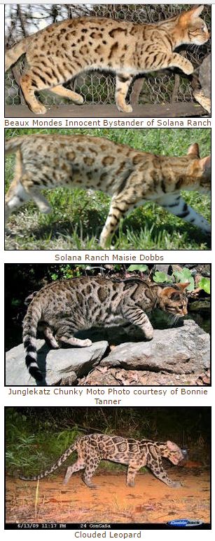 Bengal cat rosettes and spots