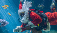 Private Party - Monterey Bay Aquarium Volunteer Divers