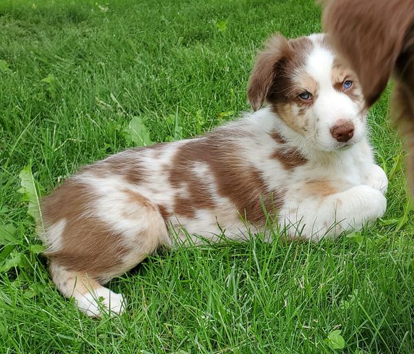 Starstuff Australian Shepherds - Starstuff's Luc of the Draw