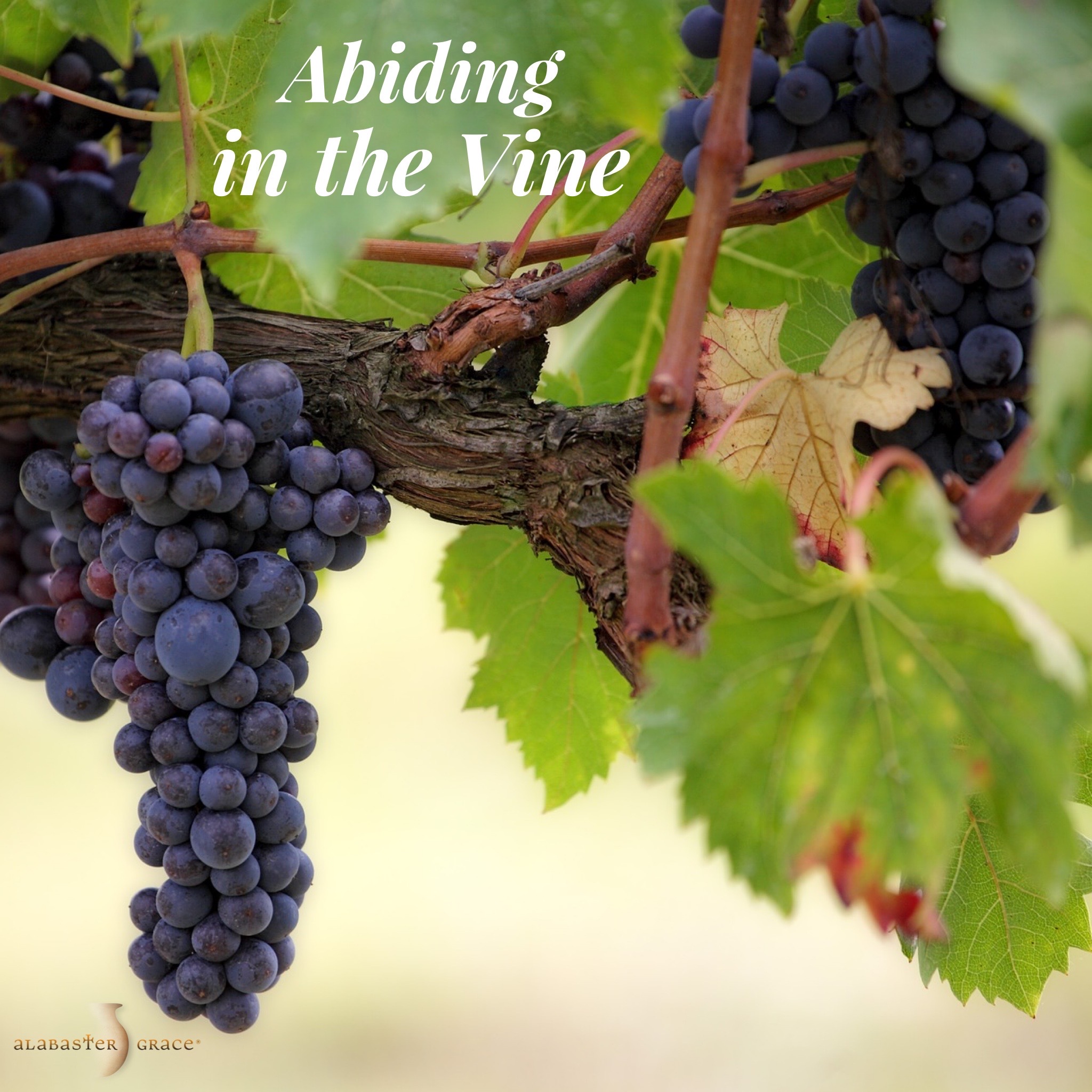 Abiding in the Vine