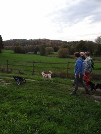 Spaziergang mit Rollihündin Grutzi und Josie
