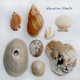 Shell Collection
