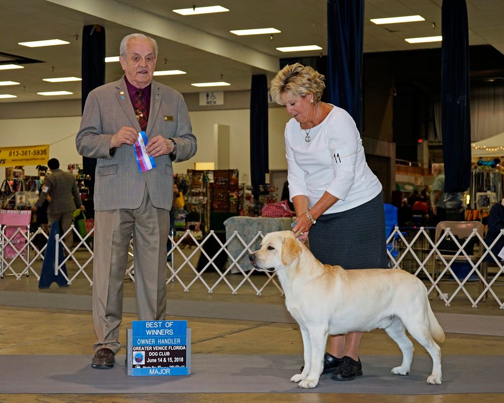 Akc champion outlet labrador retrievers