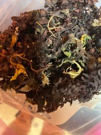Honorable Chondrus Crispus