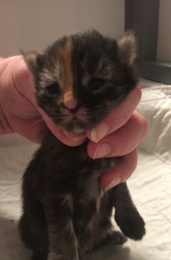 Female.  Brown Patched Tabby
